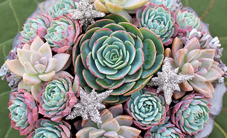 Mountain Crest Gardens