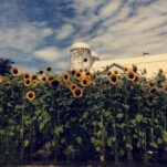 Green Valley Farms