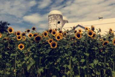 Green Valley Farms